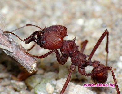 Откриха марсиански мравки в Амазонка