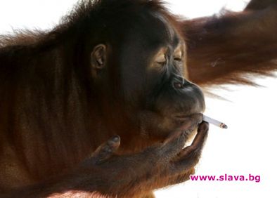 Орангутан отказва цигарите на спокоен остров 