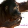Орангутан отказва цигарите на спокоен остров 