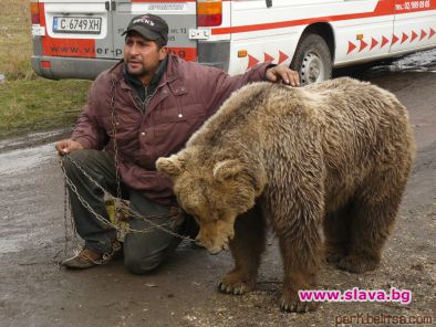 Четири лапи разкрива незаконни боеве с мечки в Украйна