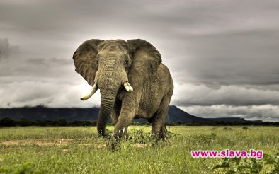  Слон нападнал звездите ни в Африка