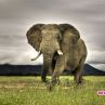  Слон нападнал звездите ни в Африка
