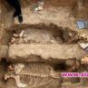 Колесница на 2500 години откриха в Свещари