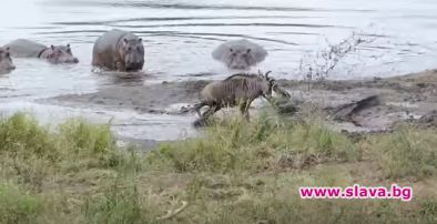 Хипопотами спасиха антилопа от захапката на крокодил