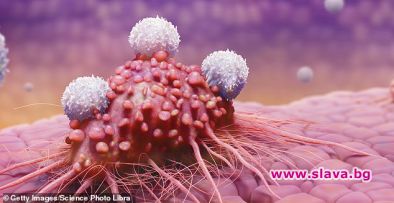 Трансплантирани имунни клетки се борят успешно с рака