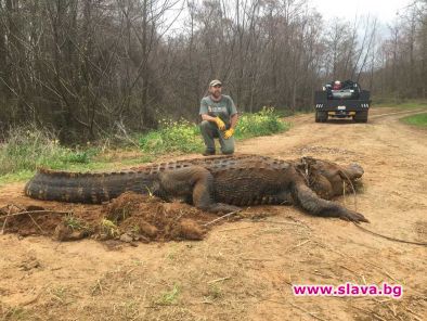 Откриха огромен алигатор с тегло над 317 кг. в ров