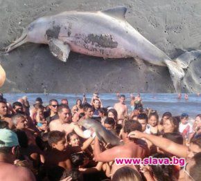Туристи убиха делфинче заради селфита