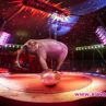 Париж забранява дивите животни в цирковете