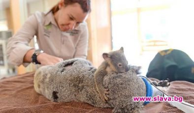 Бебе коала не спря да гушка майка си по време на операция