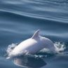Откриха в Черно море делфин албинос