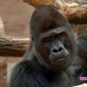 Съдбата на последната горила в плен в Тайланд предизвиква спорове 