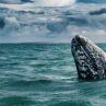 Мистериозен кит край бреговете на Швеция е заподозрян, че е руски шпионин 