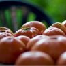 Ще издържи ли българският розов домат на екстремните температури?