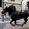 Кралски коне избягаха, хукнаха през Лондон: Фото на деня