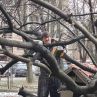 Депутат окастри дървета пред старчески дом
