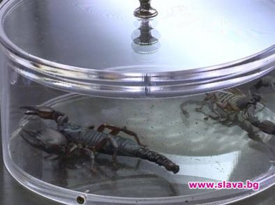 Ивайла Бакалова налапва жив скорпион