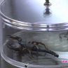 Ивайла Бакалова налапва жив скорпион