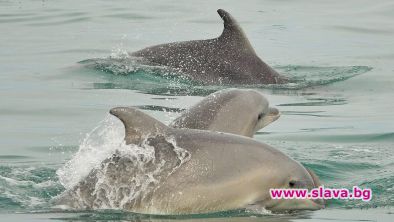 Делфините в България тази година са най-много в района на Калиакра