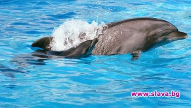 Бебе делфинче почина по време на представление в делфинариумa във Варна 