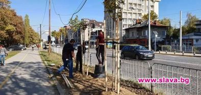 200 нови дръвчета и 225 храста засаждат покрай новата метростанция на Красно село