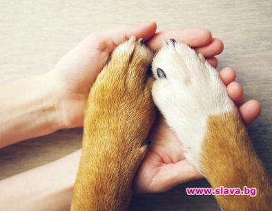 Ако кучето сложи лапа върху вас, най-вероятно ви казва: „Обичам те!“