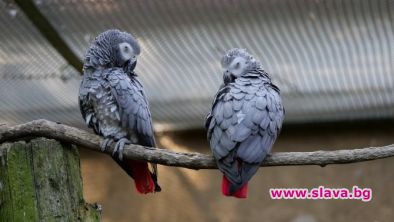 Британски зоопарк наложи изолация на псуващи папагали