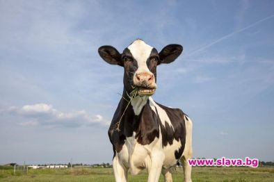 Продадоха крава, кръстена на Виктория бекъм за 300 000 евро