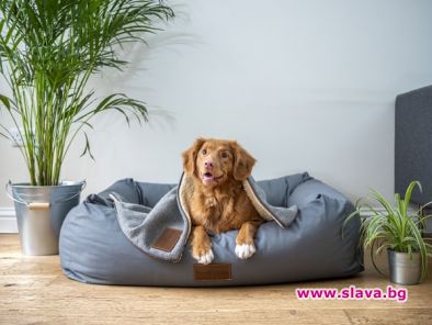 Спа хотел за кучета и котки отваря във Велинград