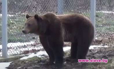 Мечокът Костадин от зоопарка в Добрич се събуди