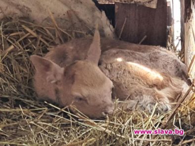 Новите сладки бебета в Зоопарк Бургас - бели еленчета лопатари (видео)