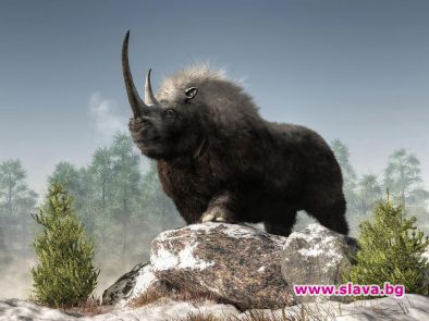 В Китай откриха останки на нов вид гигантски древен носорог