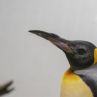 Възрастни пингвини получиха първите в света лещи по поръчка при успешна операция на катаракта