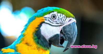 Голямата уста на папагал докара на индийци доживотни присъди