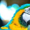 Голямата уста на папагал докара на индийци доживотни присъди