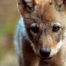 Вълкът–скитникът без граници в сезона на дивата Европа 