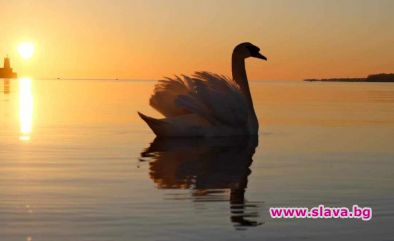 Лебедово езеро е морето при Приморско: Фото на деня