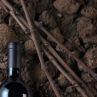 Българското вино - по-добро от всякога
