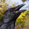 Враните могат да броят „на глас“ точно като хората: Проучване