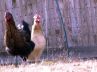 Кокошки представят победа за Бербатов